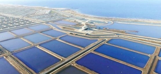 مزرعة غليون السمكية مزرعة غليون السمكية