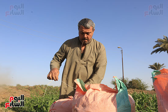 حصاد القمح (16)