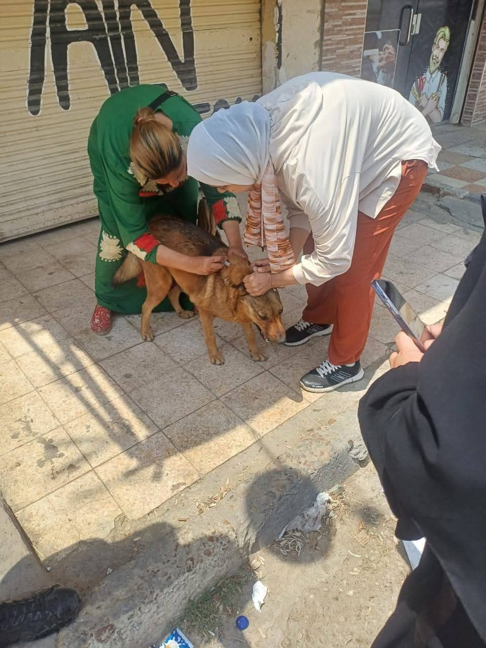 جانب من تطعيم الكلاب (4)