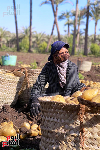 عاملة باليومية في موسم حصاد البطاطس عاملة باليومية في موسم حصاد البطاطس