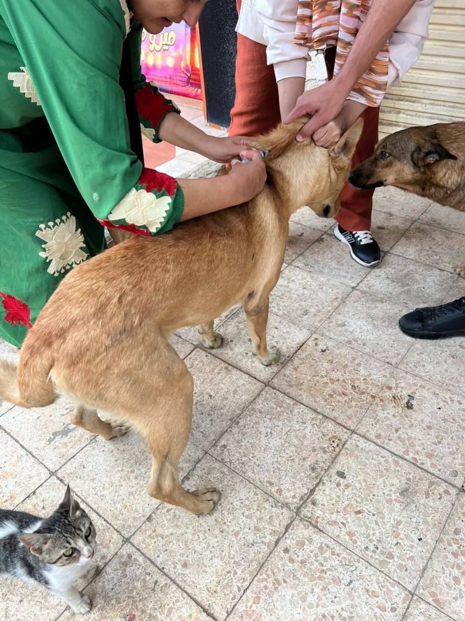 جانب من تطعيم الكلاب (1)
