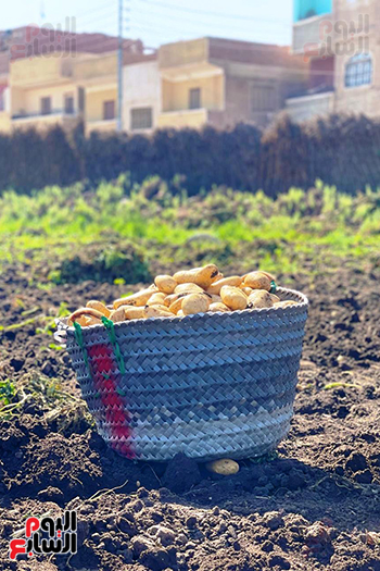 محصول البطاطس محصول البطاطس