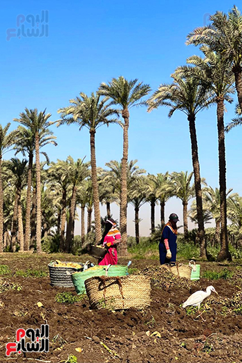 موسم حصاد البطاطس موسم حصاد البطاطس