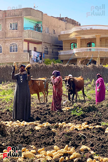 عاملات اليومية فى موسم الحصاد عاملات اليومية فى موسم الحصاد