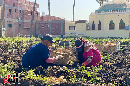 العاملات بالأجرة العاملات بالأجرة