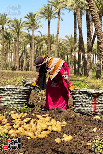 عاملة بالأجرة عاملة بالأجرة