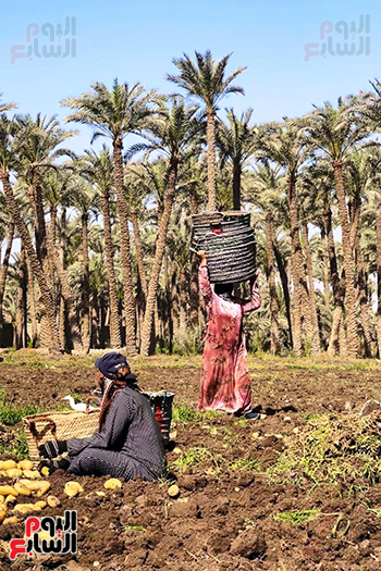 شقاء العاملات بالأجرة شقاء العاملات بالأجرة