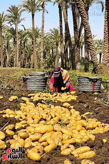 عاملة باليومية في البدرشين عاملة باليومية في البدرشين