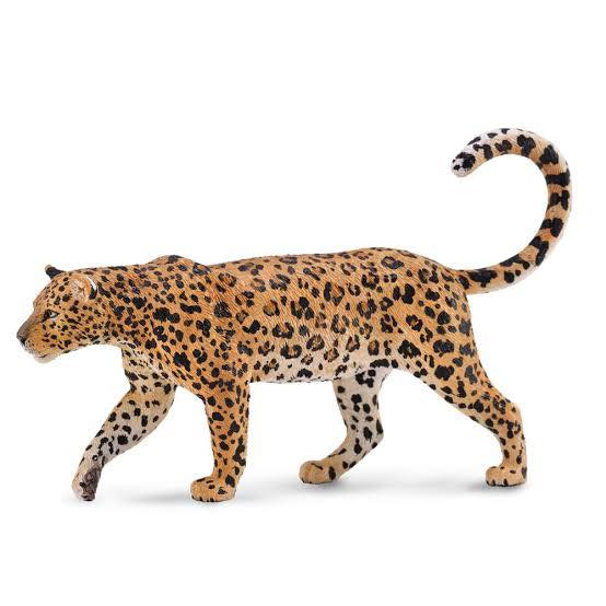 جلد الفهد Leopard كان زي تاريخي لدي القدماء جلد الفهد Leopard كان زي تاريخي لدي القدماء