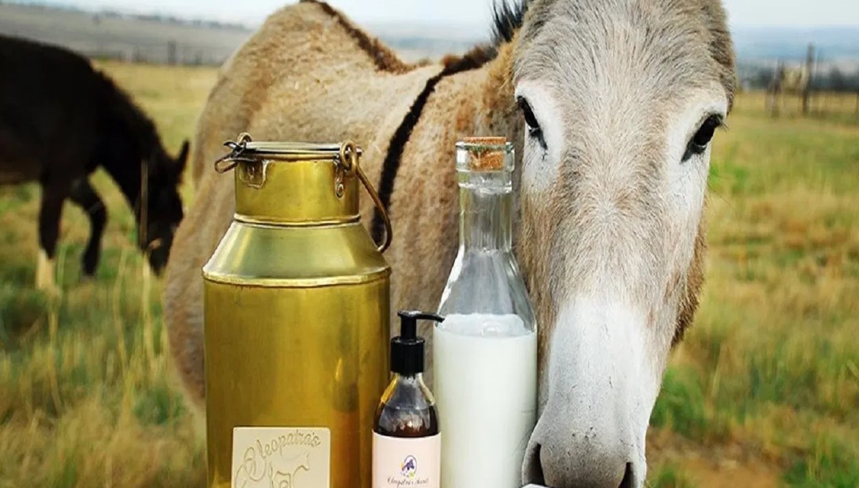 اليوم العالمى للحمار اليوم العالمى للحمار