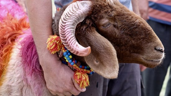 أضحية العيد