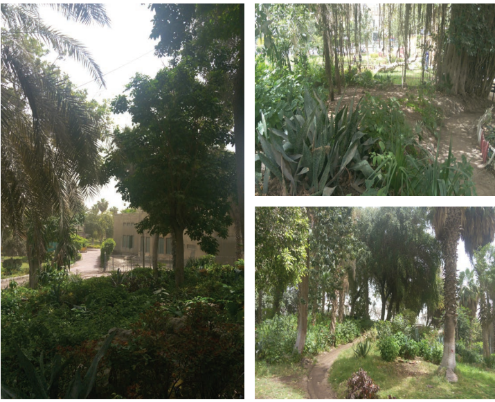 الشجر الشجر