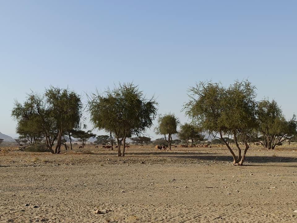 تنتشر فيه،اشجار الأكاسيا 