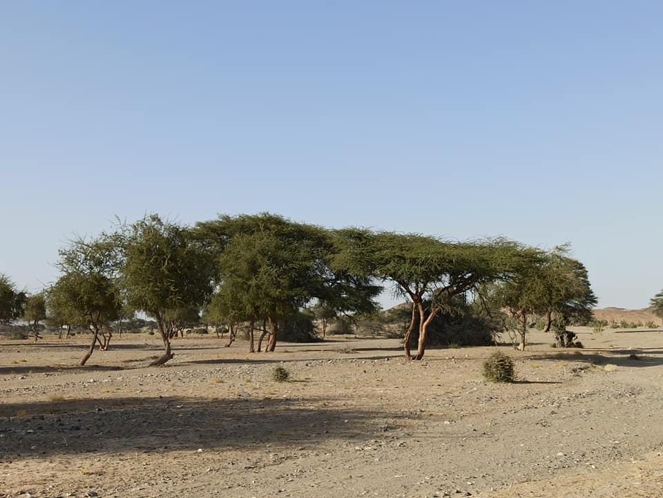 هيبا بالصحراء الشرقية وادى العزلة والنقاء 