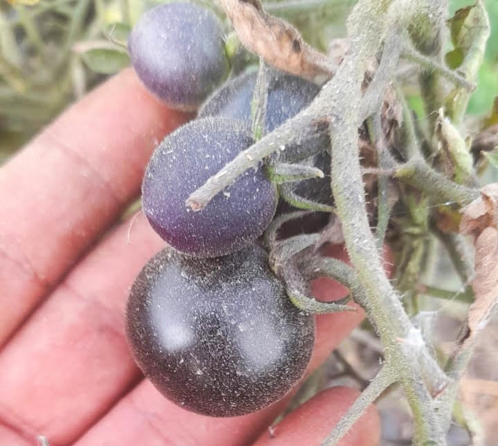 زراعة الطماطم الشيري السوداء زراعة الطماطم الشيري السوداء