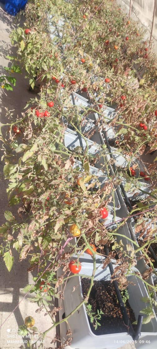 تجارب زراعة الأسطح وتعميمها على 450 عقار تجارب زراعة الأسطح وتعميمها على 450 عقار
