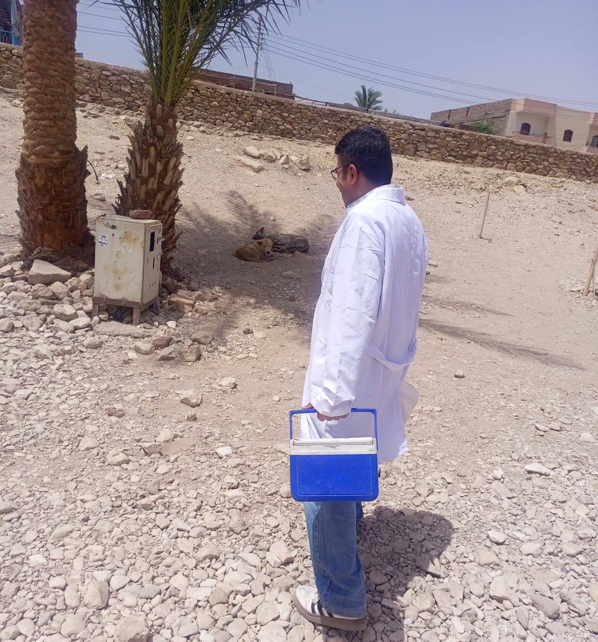 تحصين الكلاب الضالة في منطقة تمثالى ممنون الأثرية غرب الأقصر تحصين الكلاب الضالة في منطقة تمثالى ممنون الأثرية غرب الأقصر