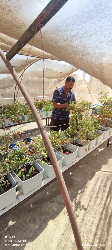 زراعة الأسطح زراعة الأسطح