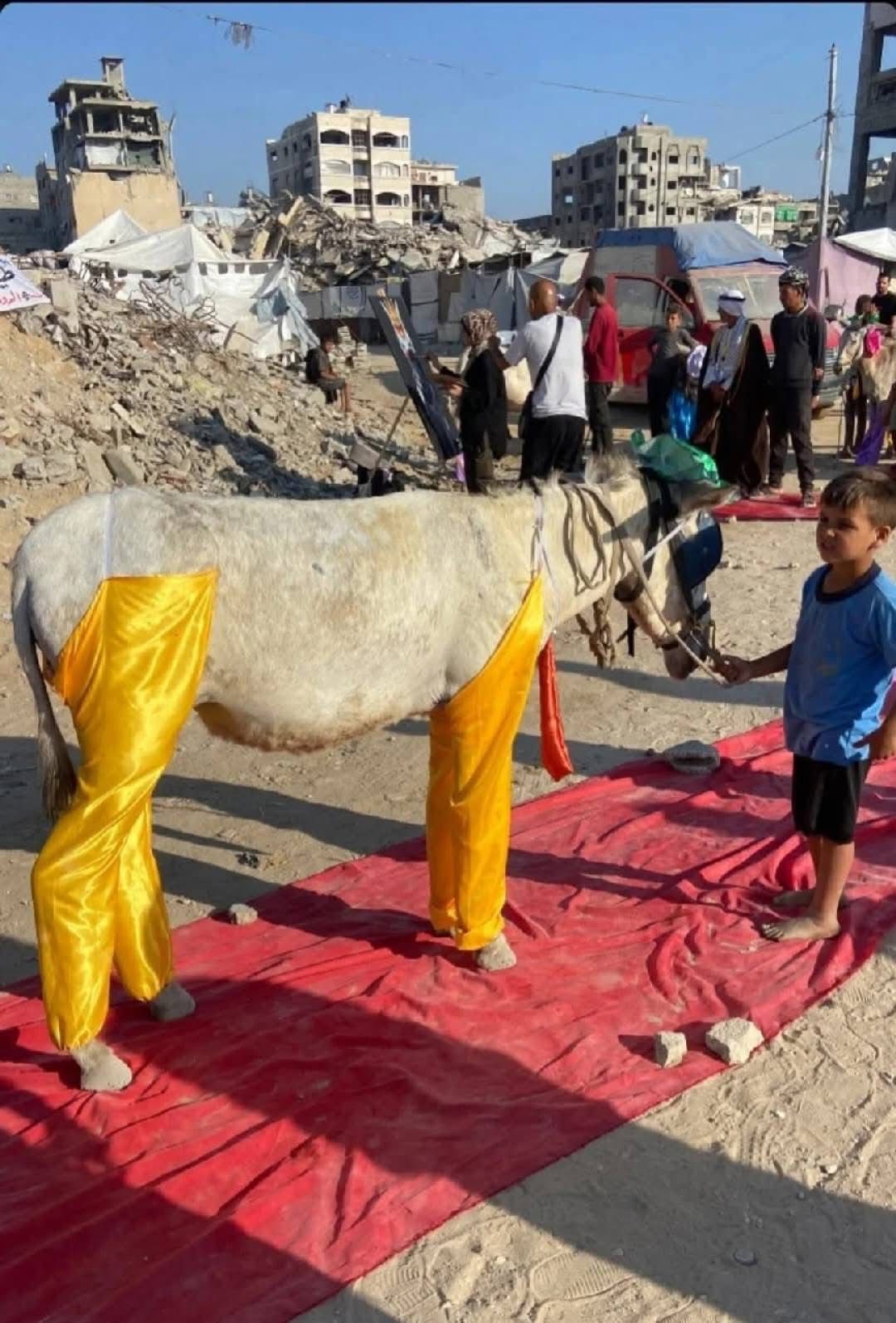 الحمير في قطاع غزة الحمير في قطاع غزة
