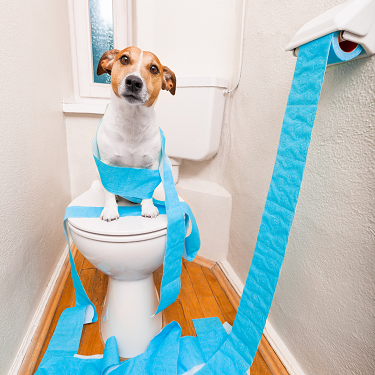 تنظيف المرحاض تنظيف المرحاض