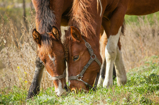 خيل