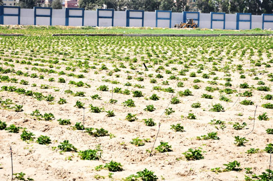 شتلات-الفراولة-داخل-مزارع-كلية-الزراعة-