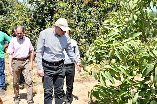 رئيس-الجامعة-يتفقد-مزارع-المانجو