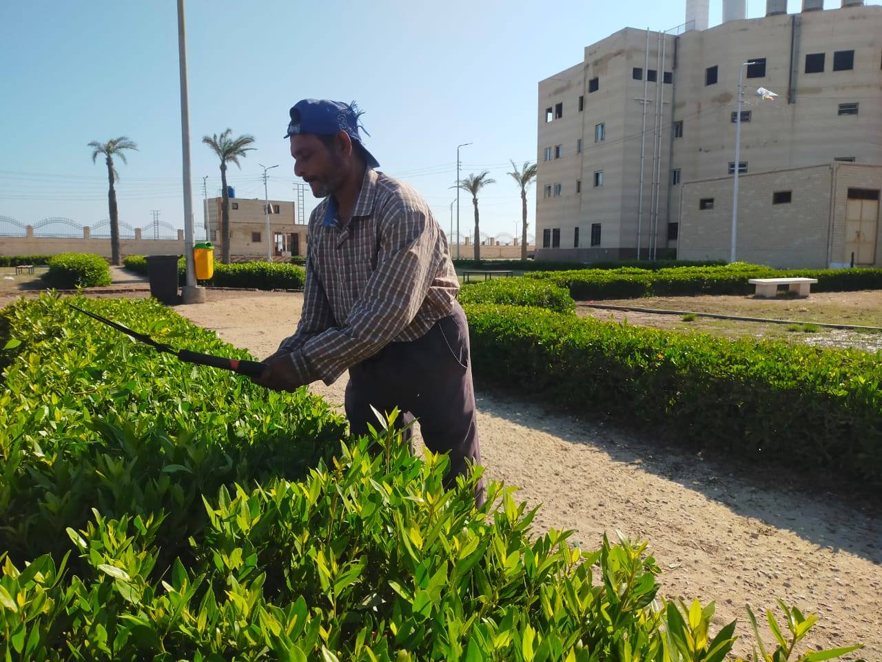 تقليم الأشجار تقليم الأشجار