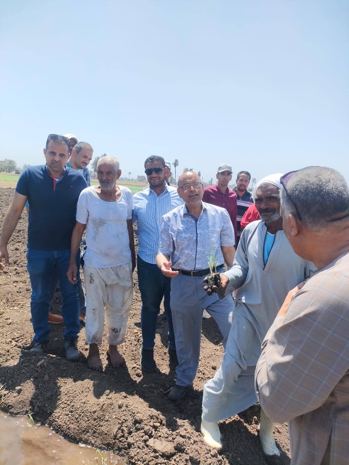 زراعة القصب بنظام الشتل