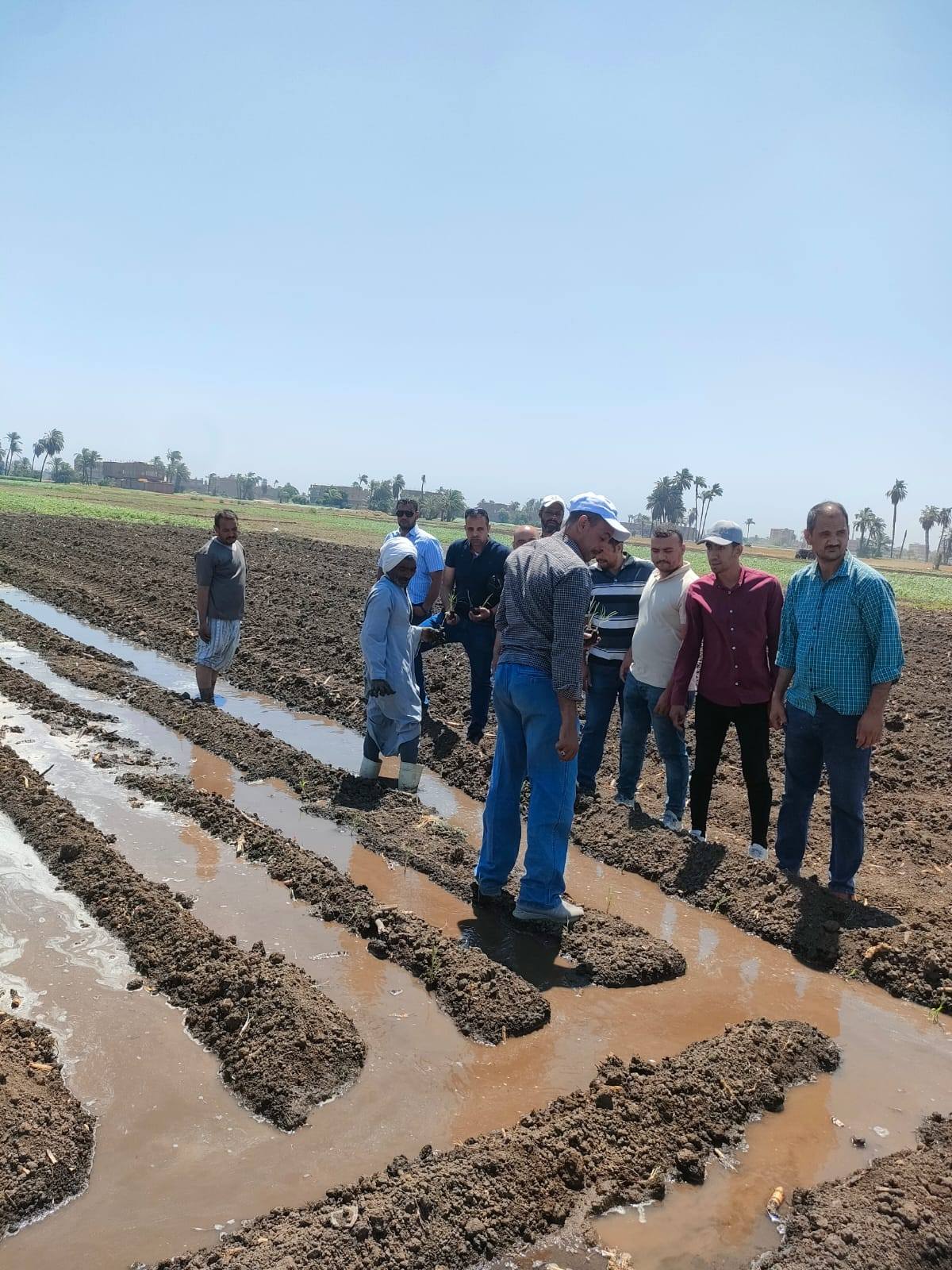 عمليات زراعة القصب