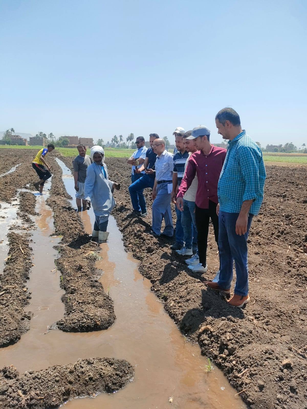 رى القصب بعد زراعته