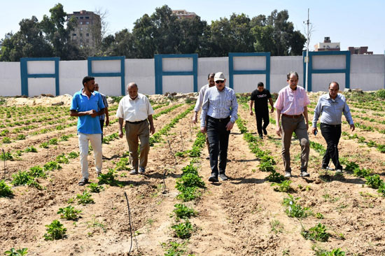 رئيس-الجامعة-يتفقد-شتلات-الفراولة-