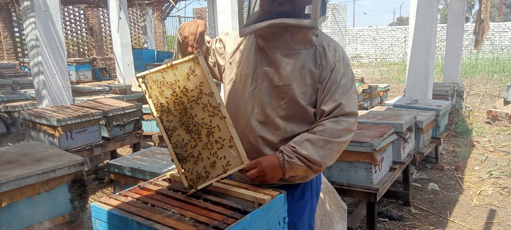 منحل محطة البحوث الزراعة منحل محطة البحوث الزراعة
