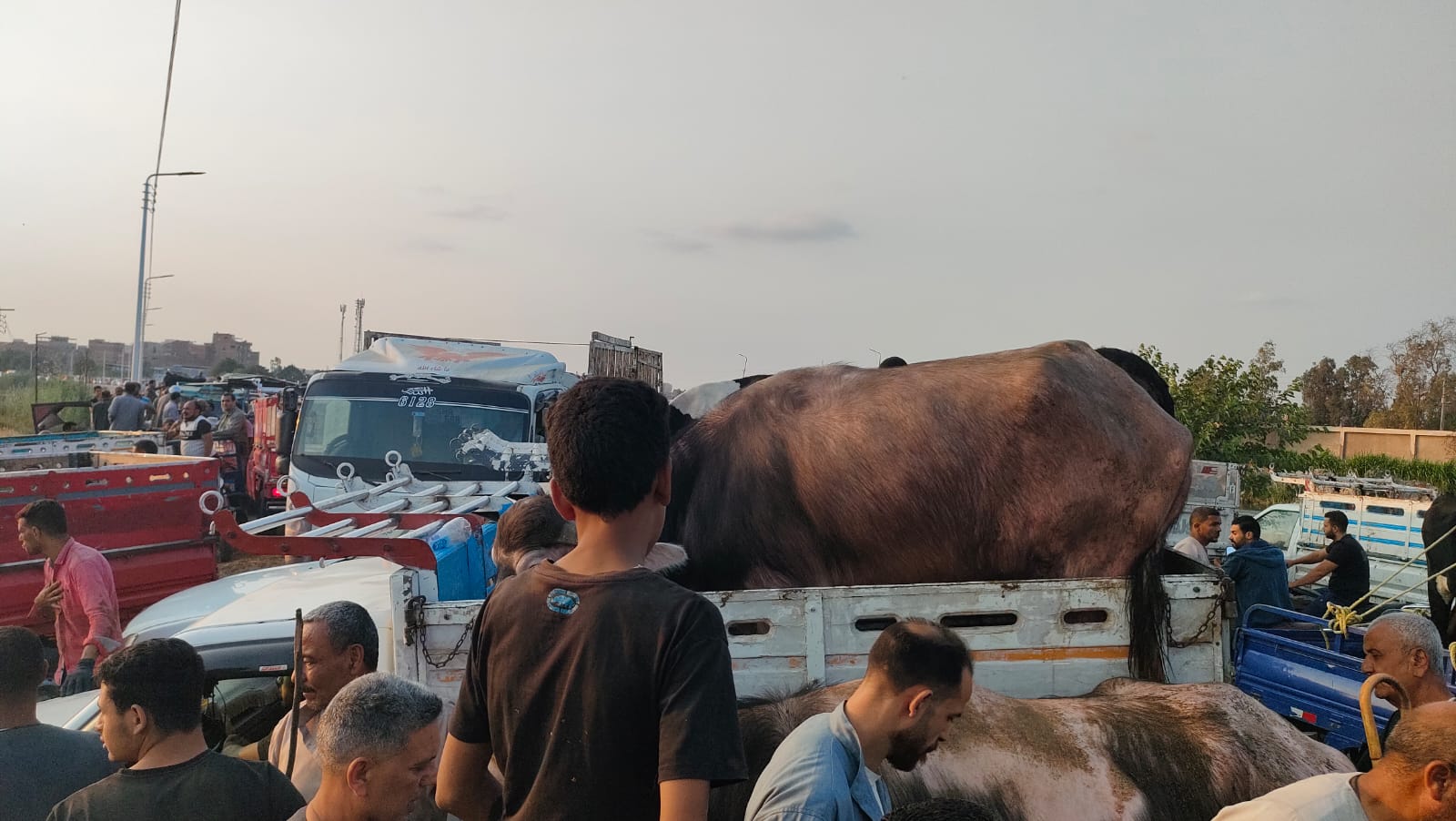 دسوق المواشي في طنطا دسوق المواشي في طنطا
