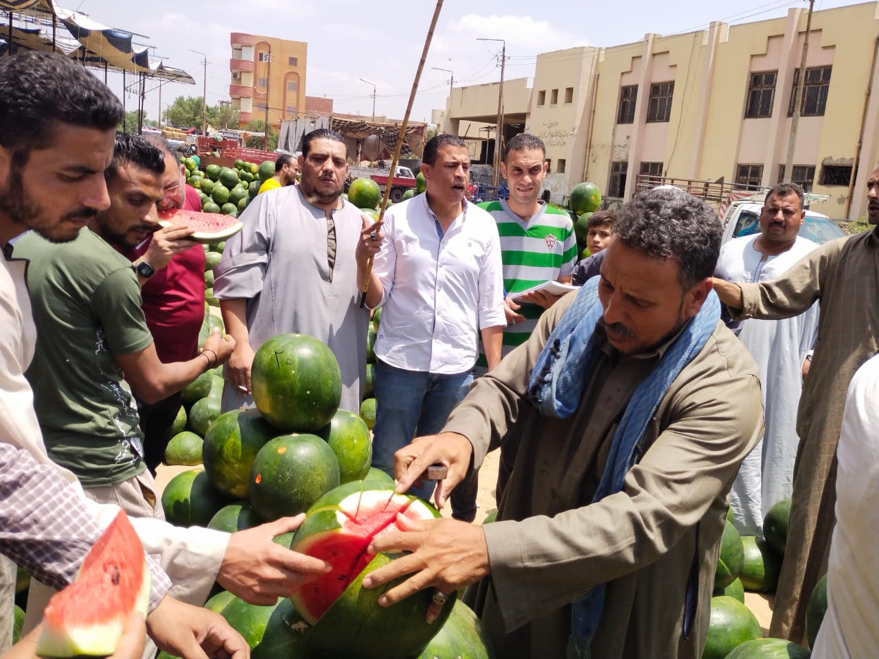 البطيخ في القليوبية البطيخ في القليوبية