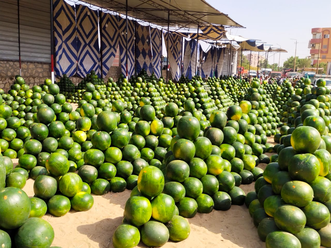 جمال البطيخ جمال البطيخ