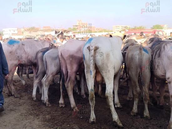 نواع-كثيرة-للماشية نواع-كثيرة-للماشية