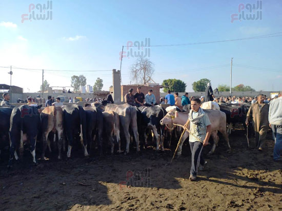 عدد-كبير-من-الماشية عدد-كبير-من-الماشية