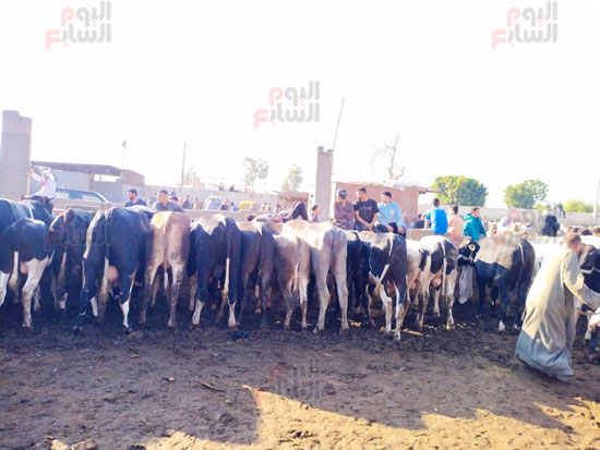 الأضاحي_1 الأضاحي_1
