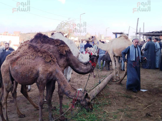 الجمال-بالسوق الجمال-بالسوق