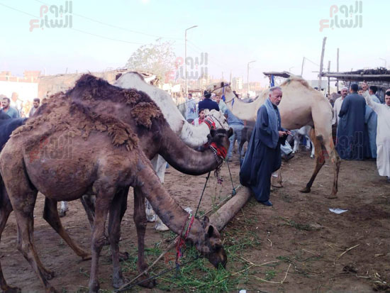 منطقة-الجمال_1 منطقة-الجمال_1