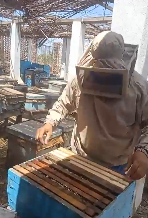 منحل محطة البحوث بكفر الشيخ منحل محطة البحوث بكفر الشيخ