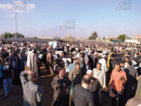 سوق-المواشي-ببنها سوق-المواشي-ببنها