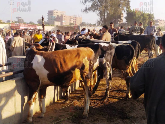 الأبقار الأبقار
