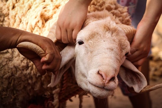 أضحية العيد أضحية العيد