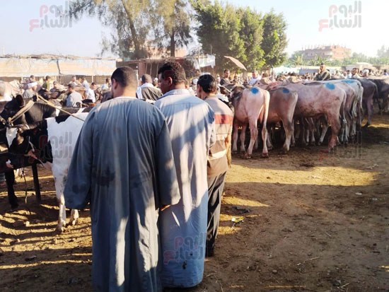 تجار-المواشي تجار-المواشي