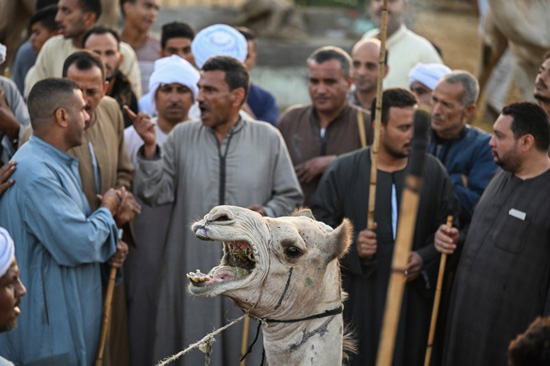 سوق برقاش (10)