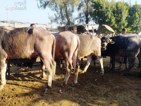 الجاموس_2 الجاموس_2
