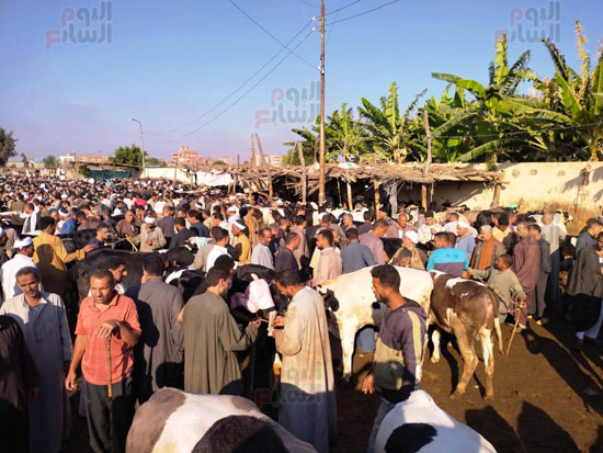 الماشية-بالسوق_1 الماشية-بالسوق_1