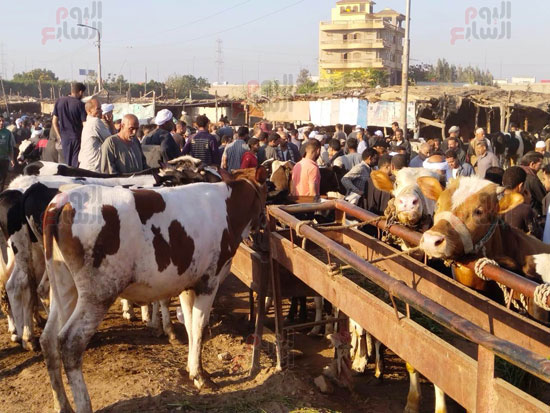 الأضاحي-بالسوق الأضاحي-بالسوق